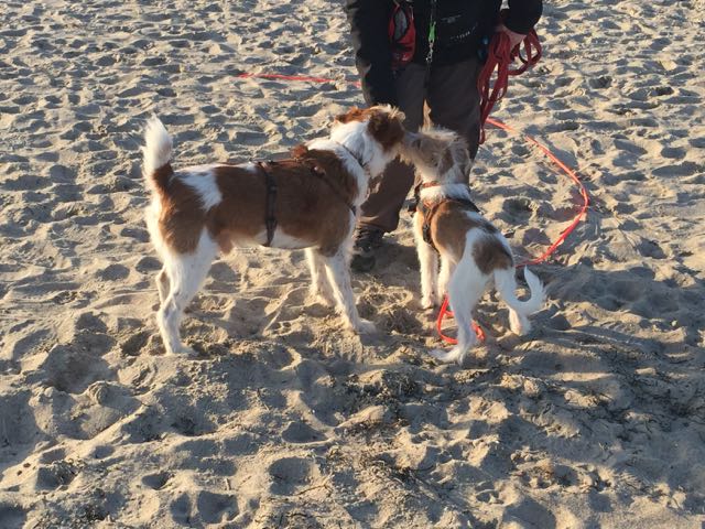 Mein erster Besuch am Strand …