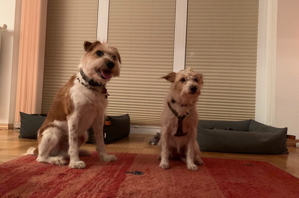 Hundehochzeit: Lina vom Tüskendoor & Jerry
