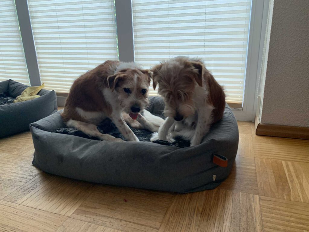 Alfi und Jerry zusammen im Körbchen