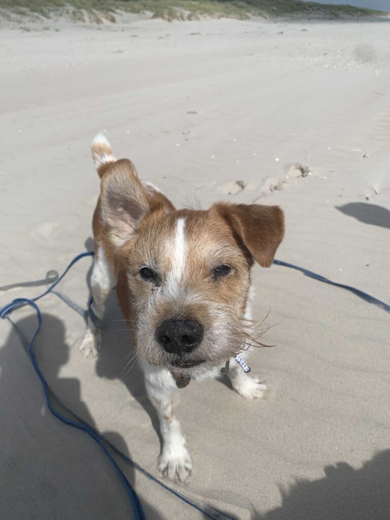 Jerry am Strand von Blåvand