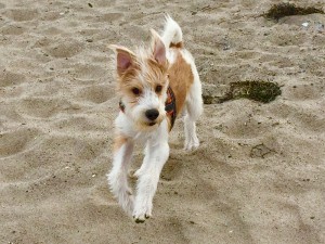 Bernie am Strand